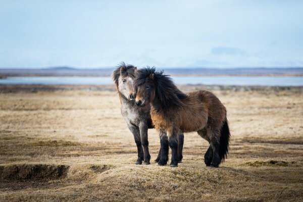 In Island sind Ponys die schönsten