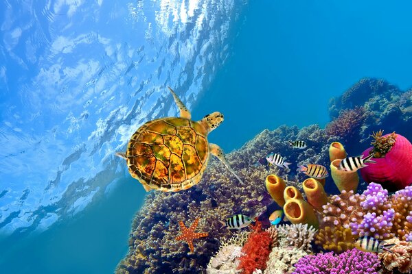 Tortuga, Coral, estrella de mar bajo el agua