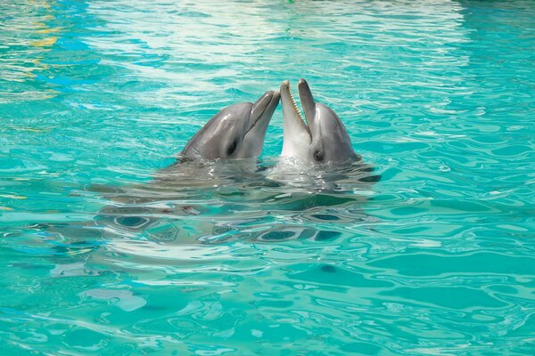 Iga w miłości u delfinów