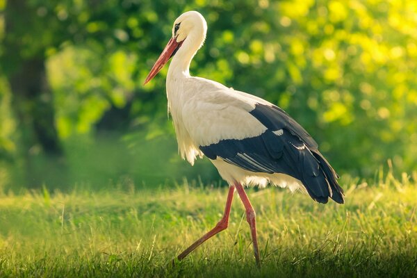 A stork walks through a green glade