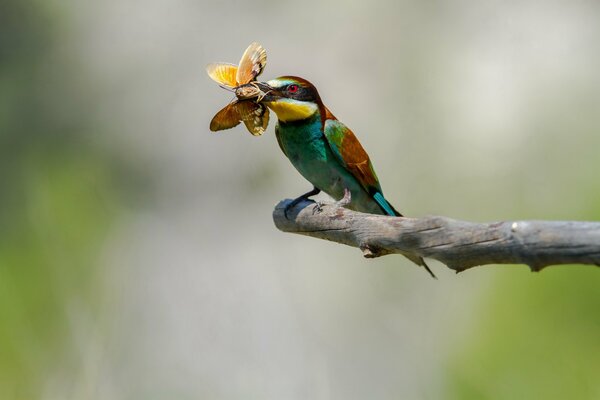 Bee-eater hunts butterflies