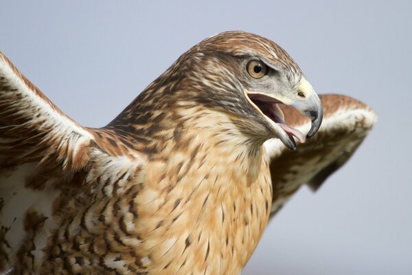 Image of a hawk with an open beak