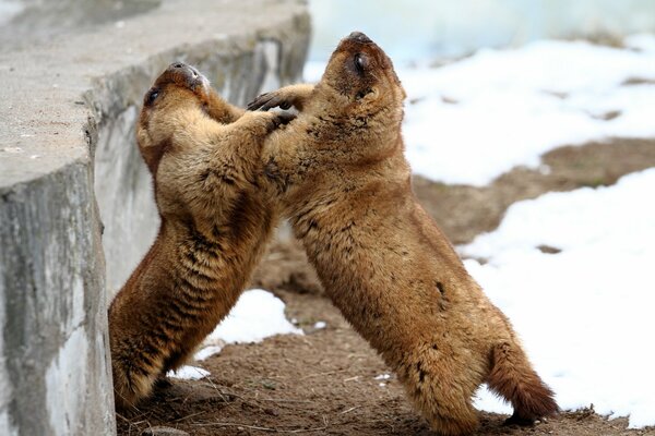 Fighting Groundhogs on a winter day