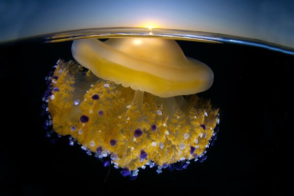 Jellyfish on the ocean surface close-up