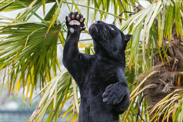 El animal depredador Jaguar muestra garras