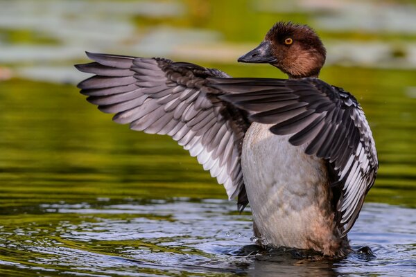 The duck is dancing on the water