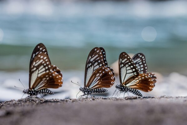 Mariposas marrón gris blanco