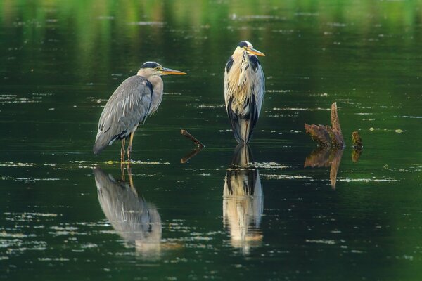 Dos garzas grises a la deriva en medio de un cuerpo de agua