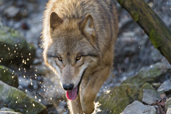 Foto de un depredador lobo corriendo por el agua