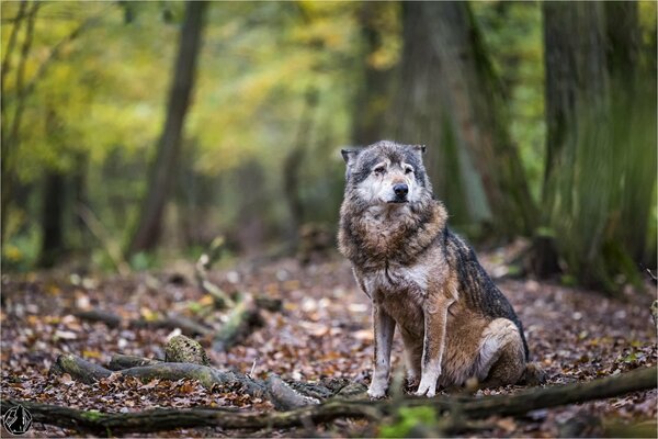 Lobo triste en el bosque de otoño