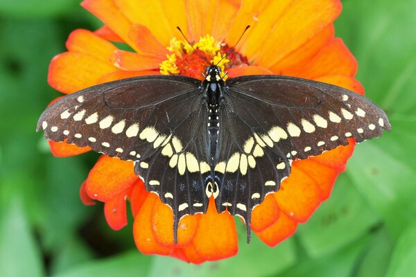 Макро снимок бабочки на цветке