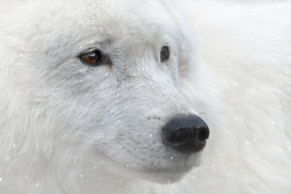 Hocico de lobo blanco cerca