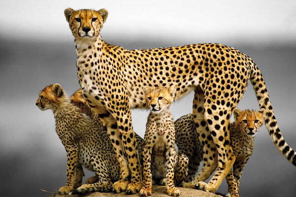 A family of cheetahs from a cat with kittens