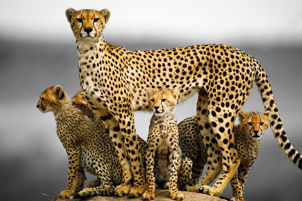 Famille des guépards du chat avec des chatons
