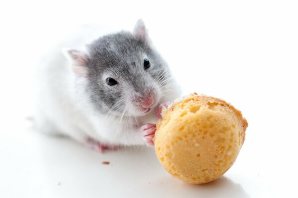 A rat nibbles on a cookie