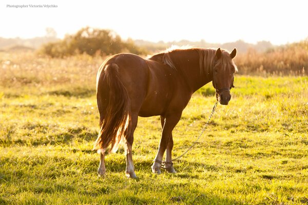 Bellissimo cavallo nella natura soleggiata con erba