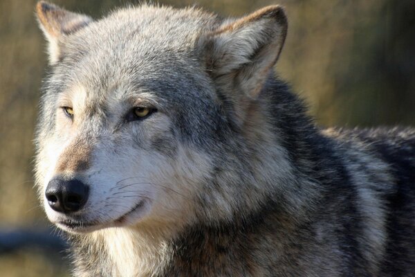 Die Schnauze eines Wolfes mit dem Blick eines Raubtiers