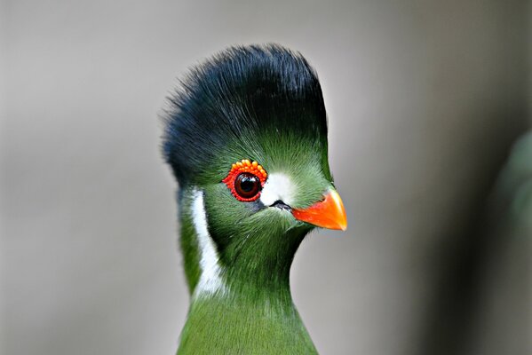 Funny turako bird with a bright beak