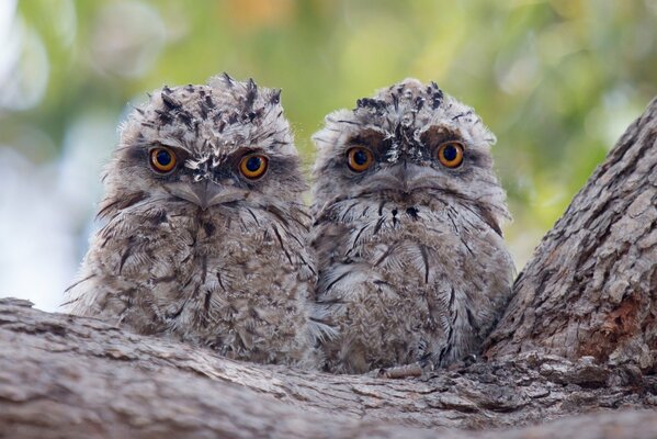 A wonderful pair of baby owls