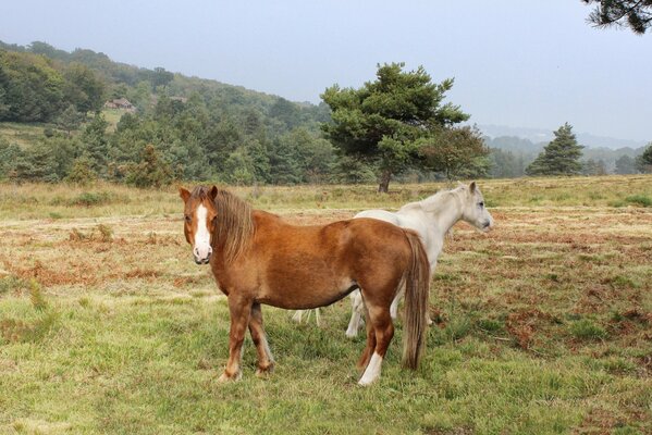 Horses grazing in a meadow among trees