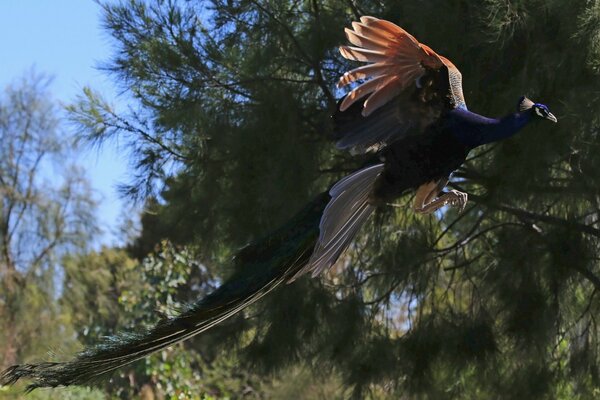 A beautiful peacock in flight over a tree