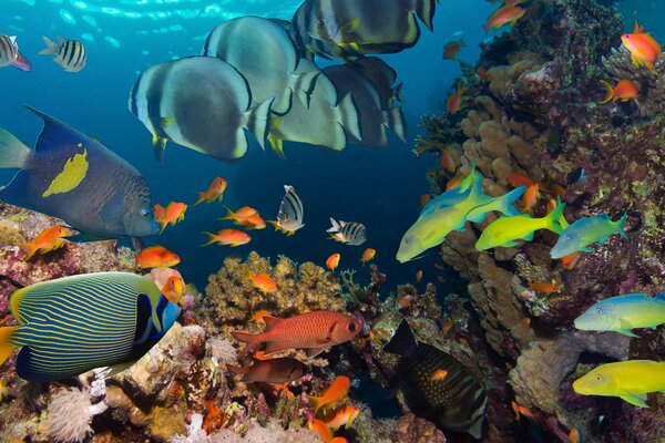 Peces de colores en el fondo del océano