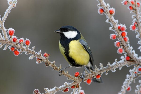 Meise auf einem Ast mit gefrorenen Beeren