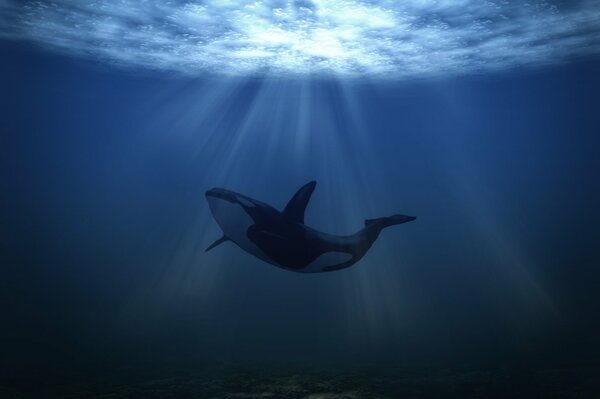 A whale at a depth under water in the rays of the sun