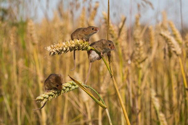 Ratones de campo en un campo de trigo