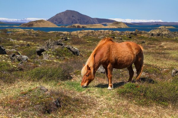 Cavallo al pascolo nelle montagne dell Islanda