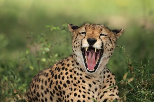 Leopardenkätzchen gähnt im Gras