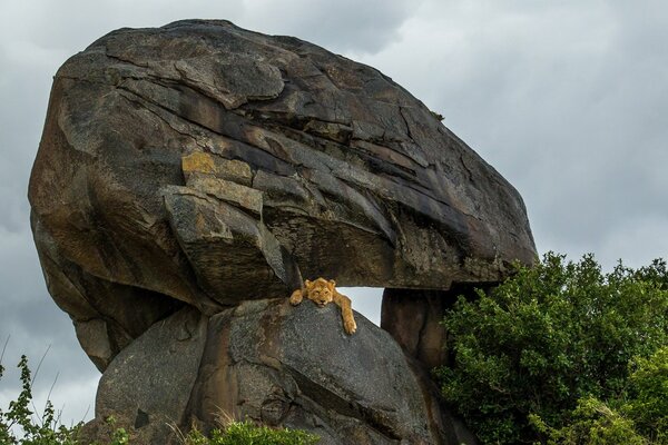 An African lion rests on a stone block