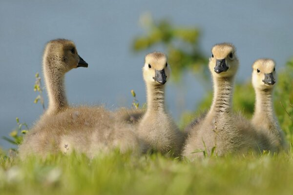 Geese have nice chicks