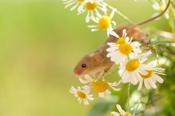 Cadre mignon avec une souris sur une Marguerite