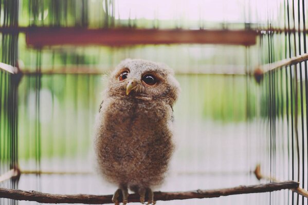 Petit hibou sur un perchoir dans une cage