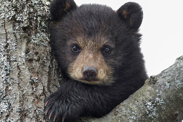 Cute little bear is looking at you