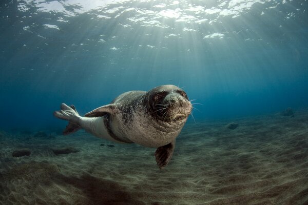 El macho de la foca navega a la isla, el agua dispersa los rayos del sol