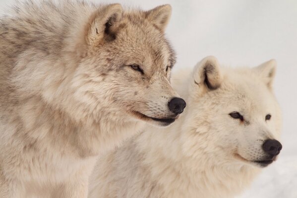 Lobos duros en la caza