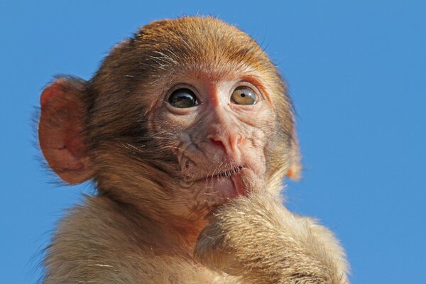 A pensive little monkey against the sky