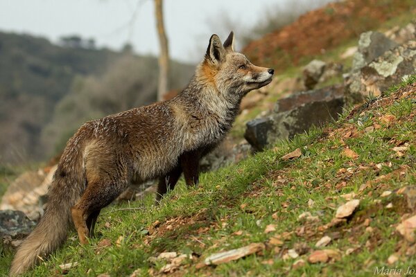 Zorro en la naturaleza