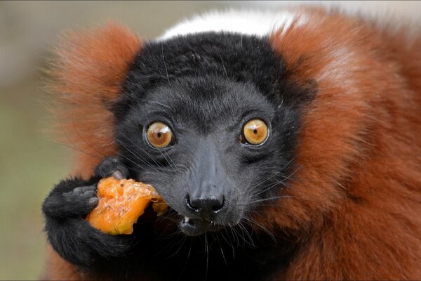 Monkey eats surprised look