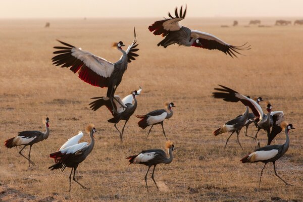 Bandada de pájaros en el desierto de keynia