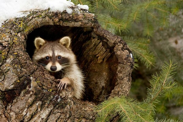 Un procione carino si siede all interno di un ceppo