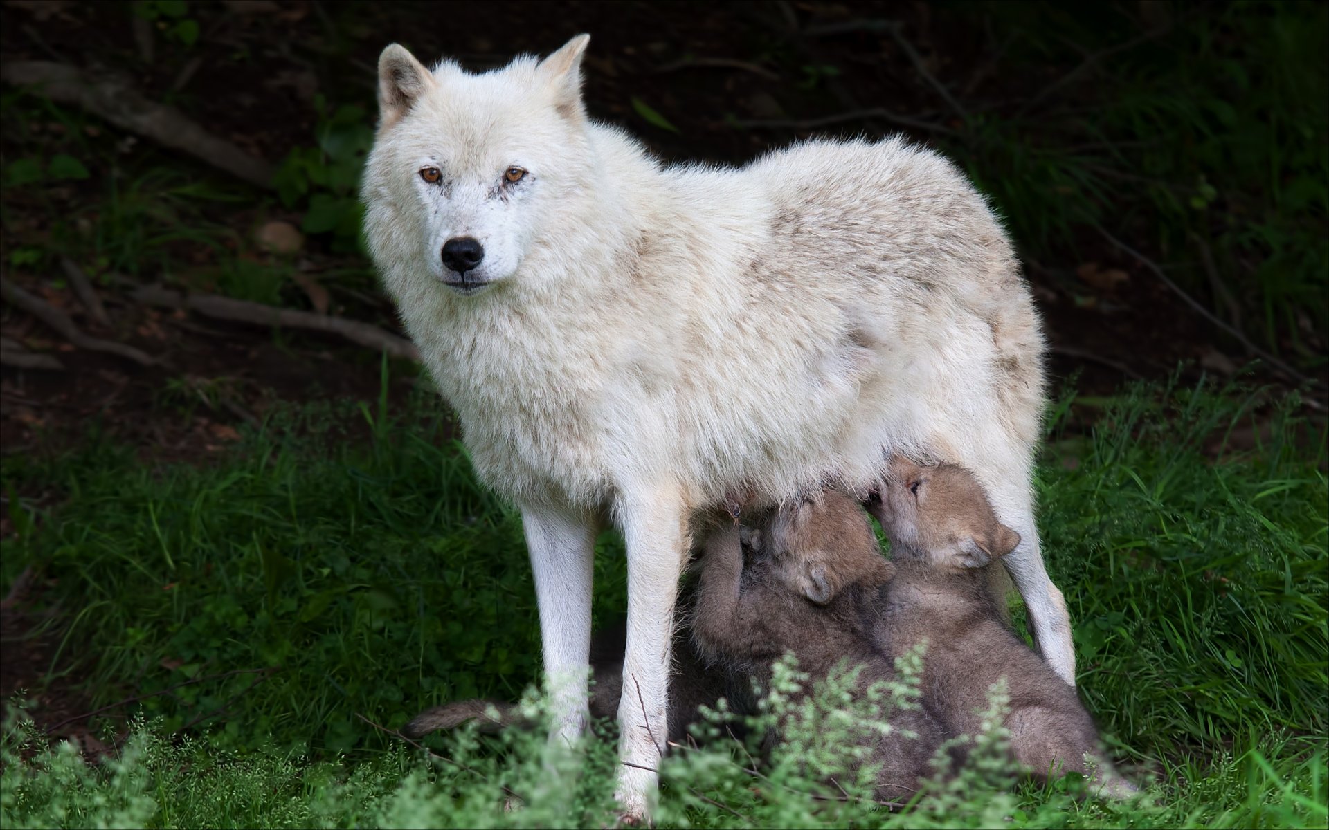 naturaleza animales lobos animales loba loba