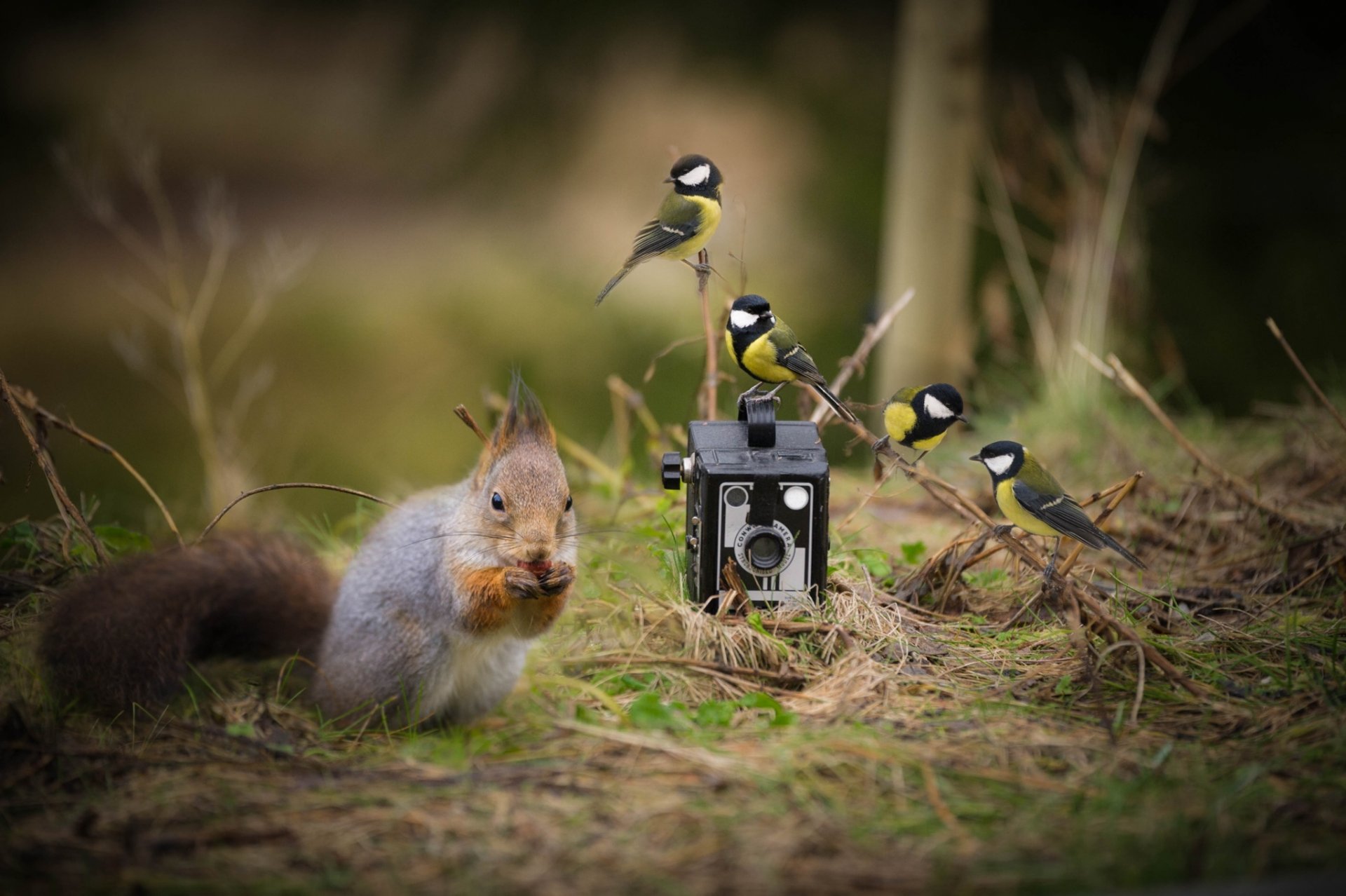 eichhörnchen vögel meisen kamera kamera situation nussbaum knabbert gras wald natur brust foto hd