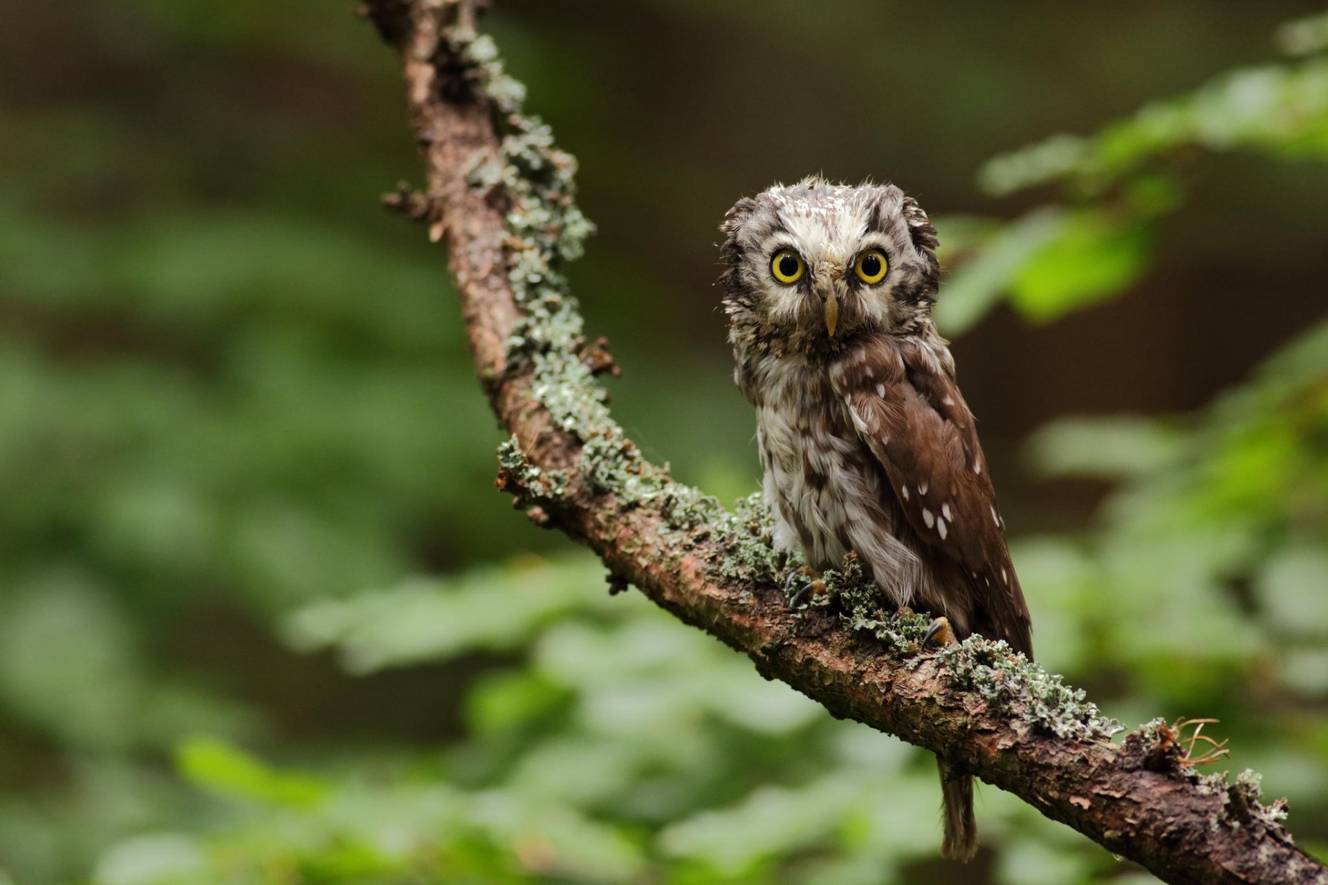 sowa ptak sowa widok gałąź drzewo zieleń las natura