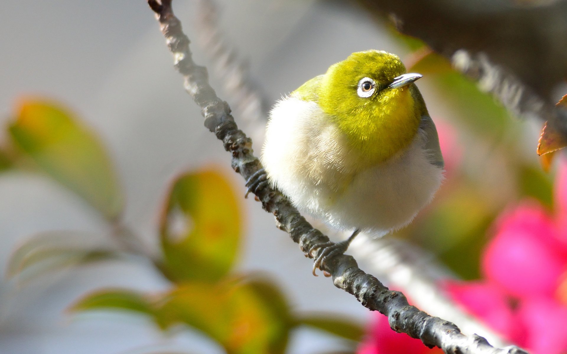 pájaro plumaje amarillo rama flores rosa