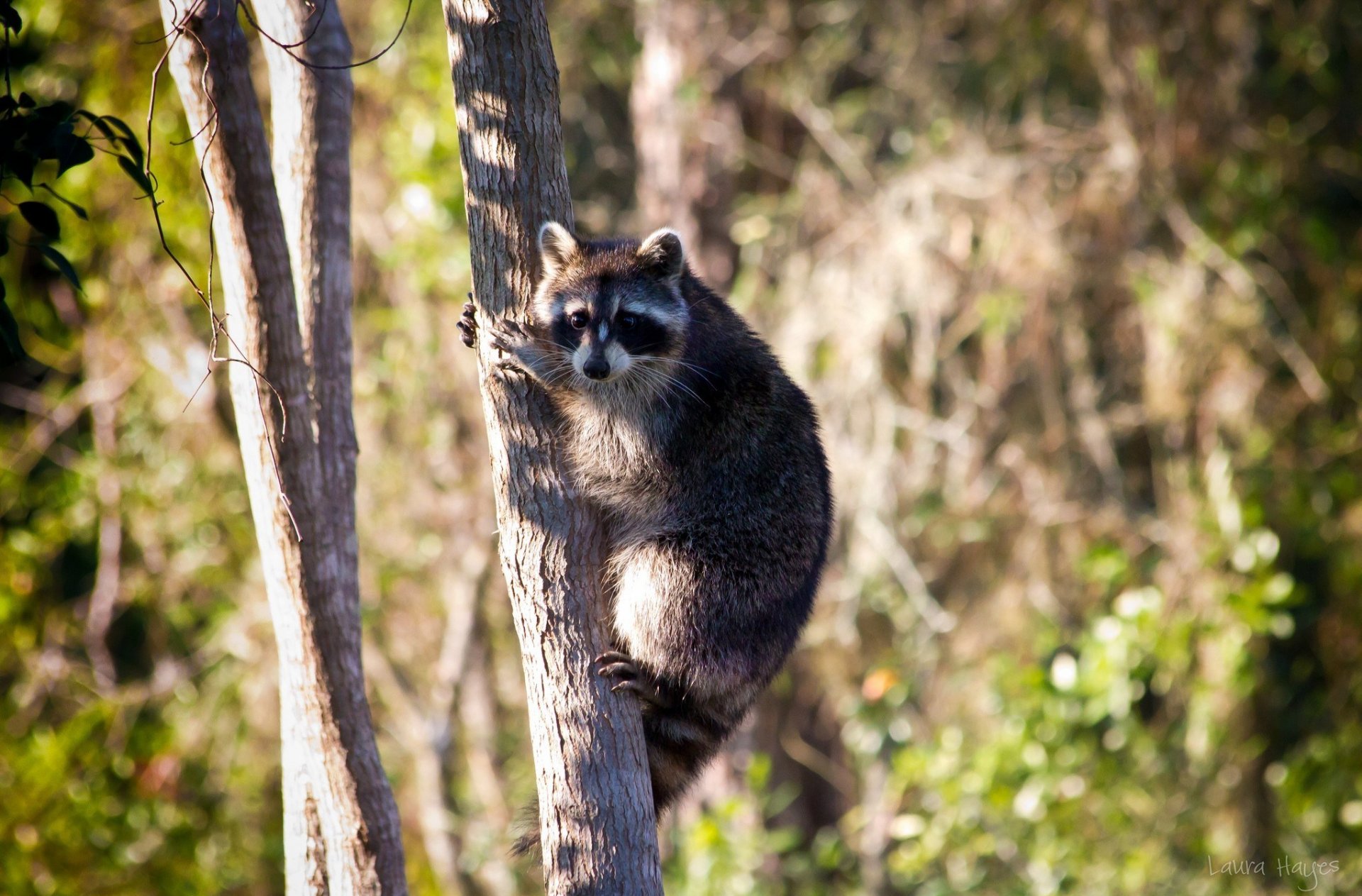 raccoon tree nature photo