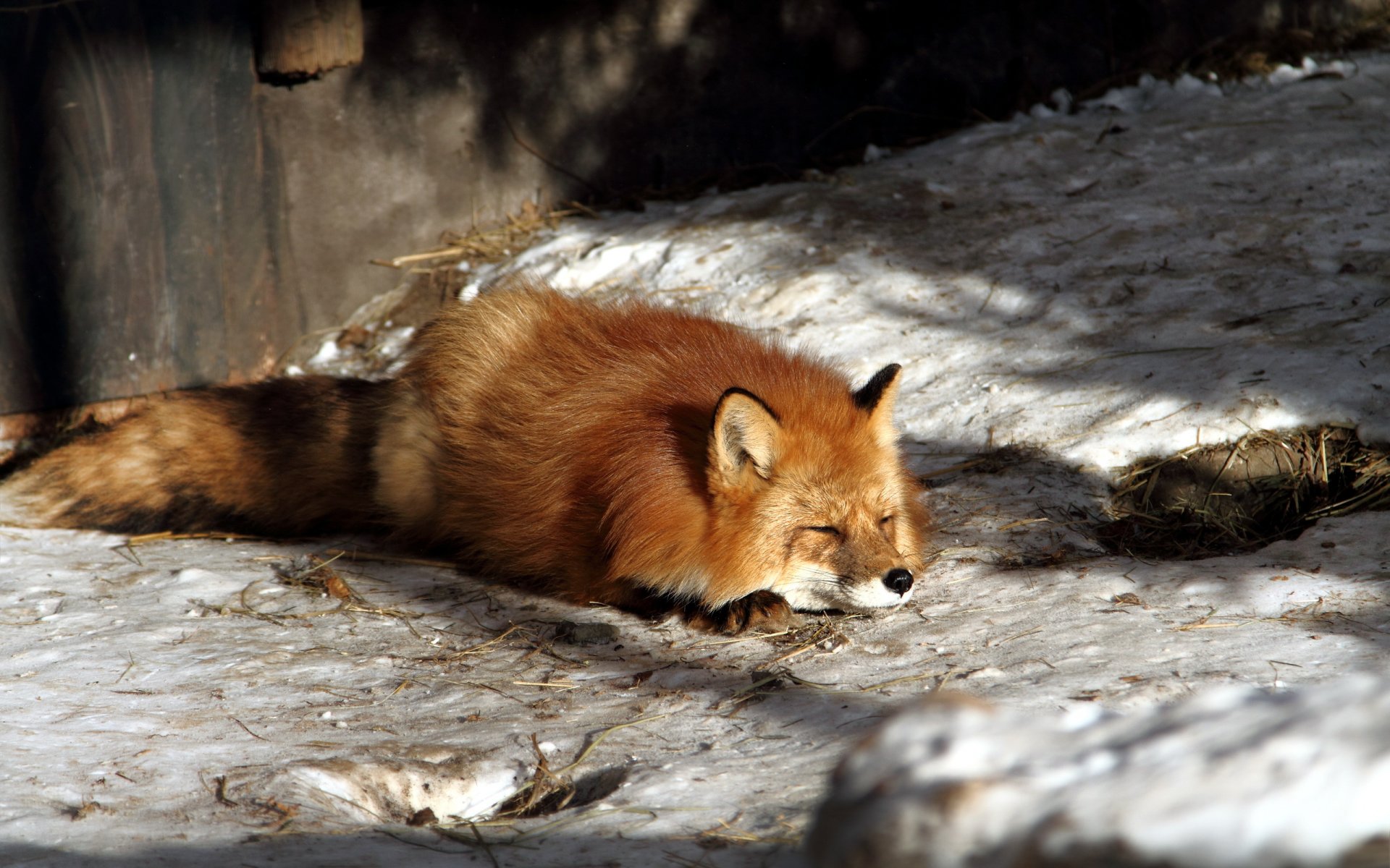 fuchs natur winter