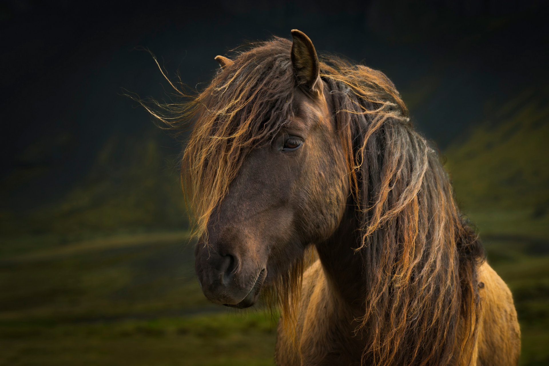 horse mane view